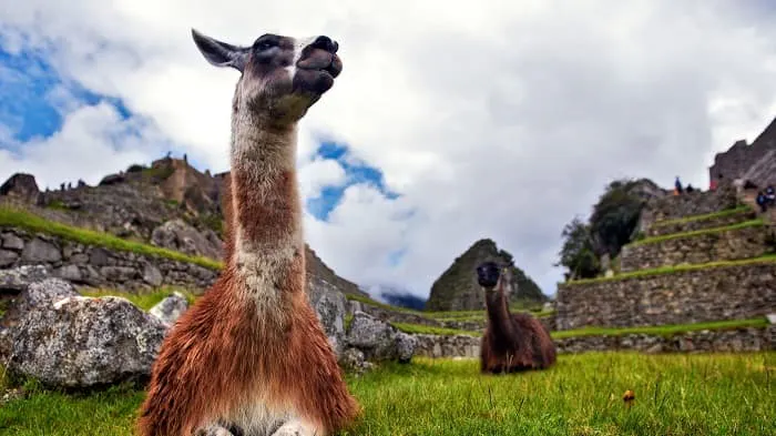 Two llamas are sitting on the grass in front of the ruins.