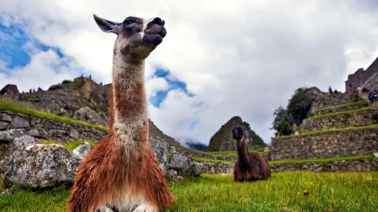 Two llamas are sitting on the grass in front of the ruins.