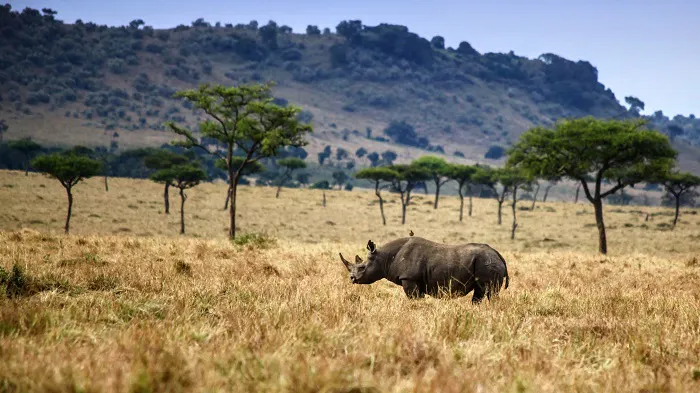 A rhino in a grassy field with trees in the background.
