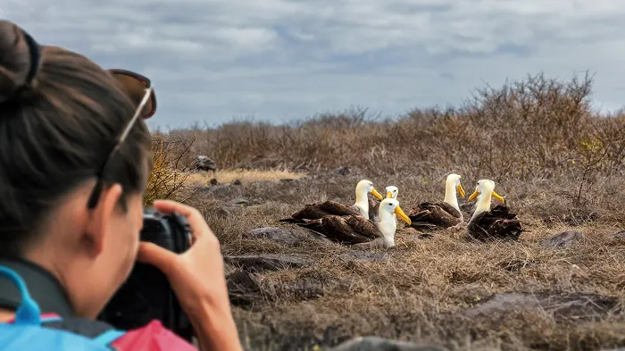 A woman is taking pictures of a group of pelicans.