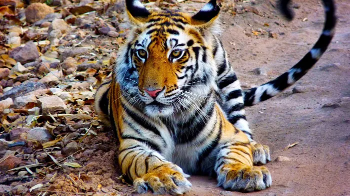 A tiger is laying down in the dirt.