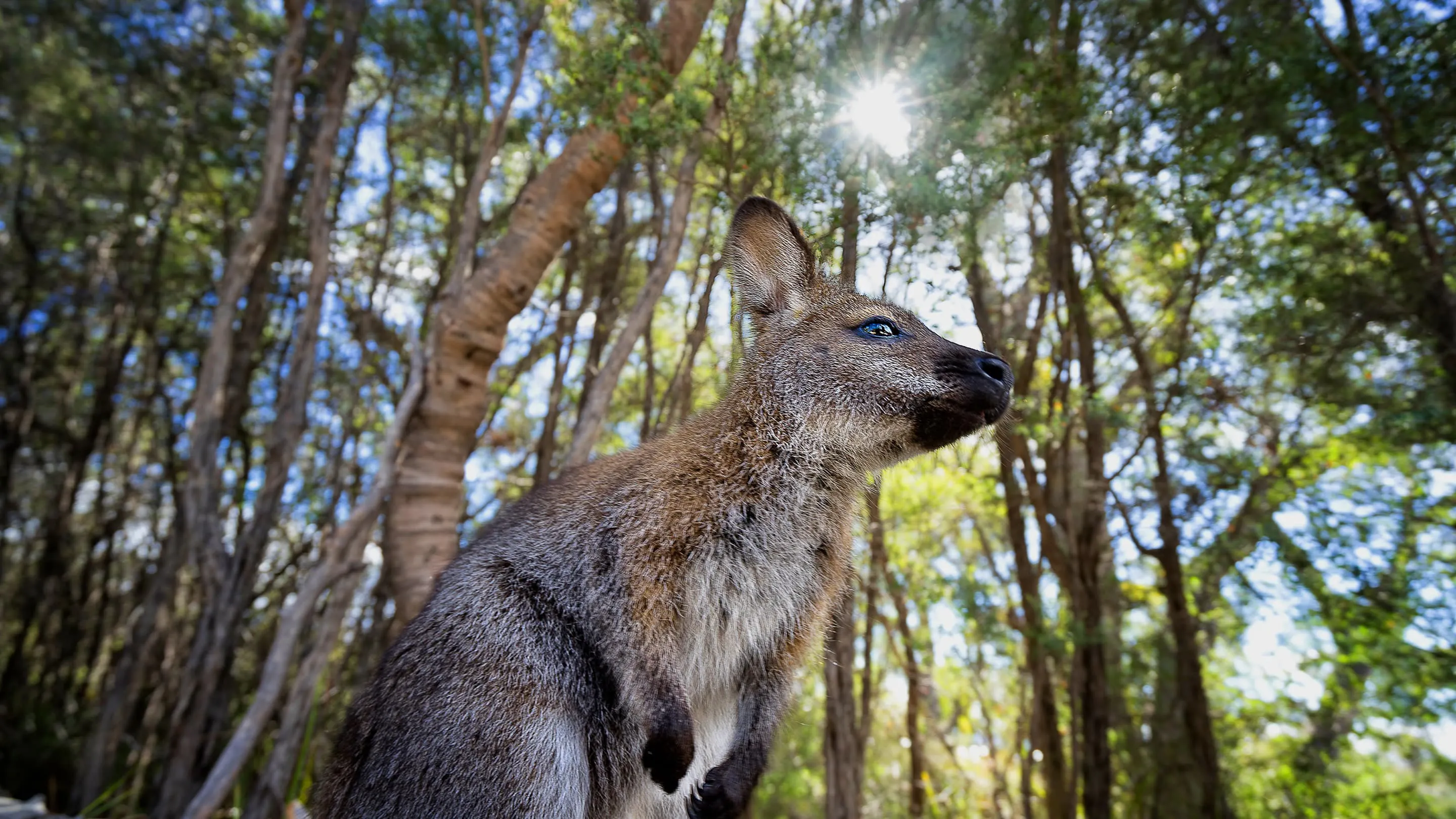 A kangaroo is standing in a wooded area.