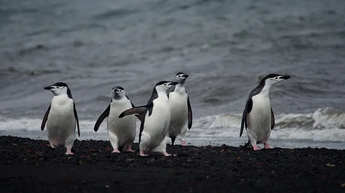 A group of penguins walking on a beach near the ocean.