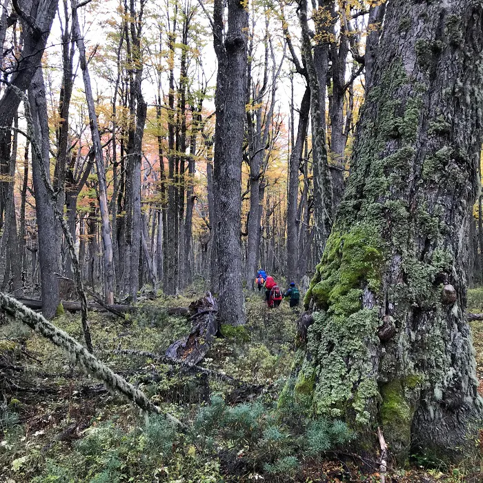 A group of hikers walking through a wooded area.