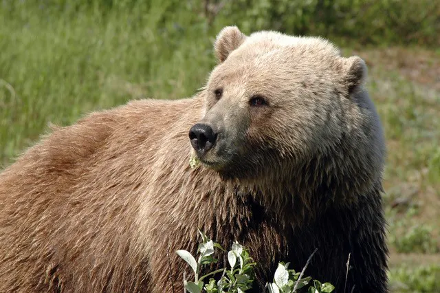 A brown bear standing in a grassy field.