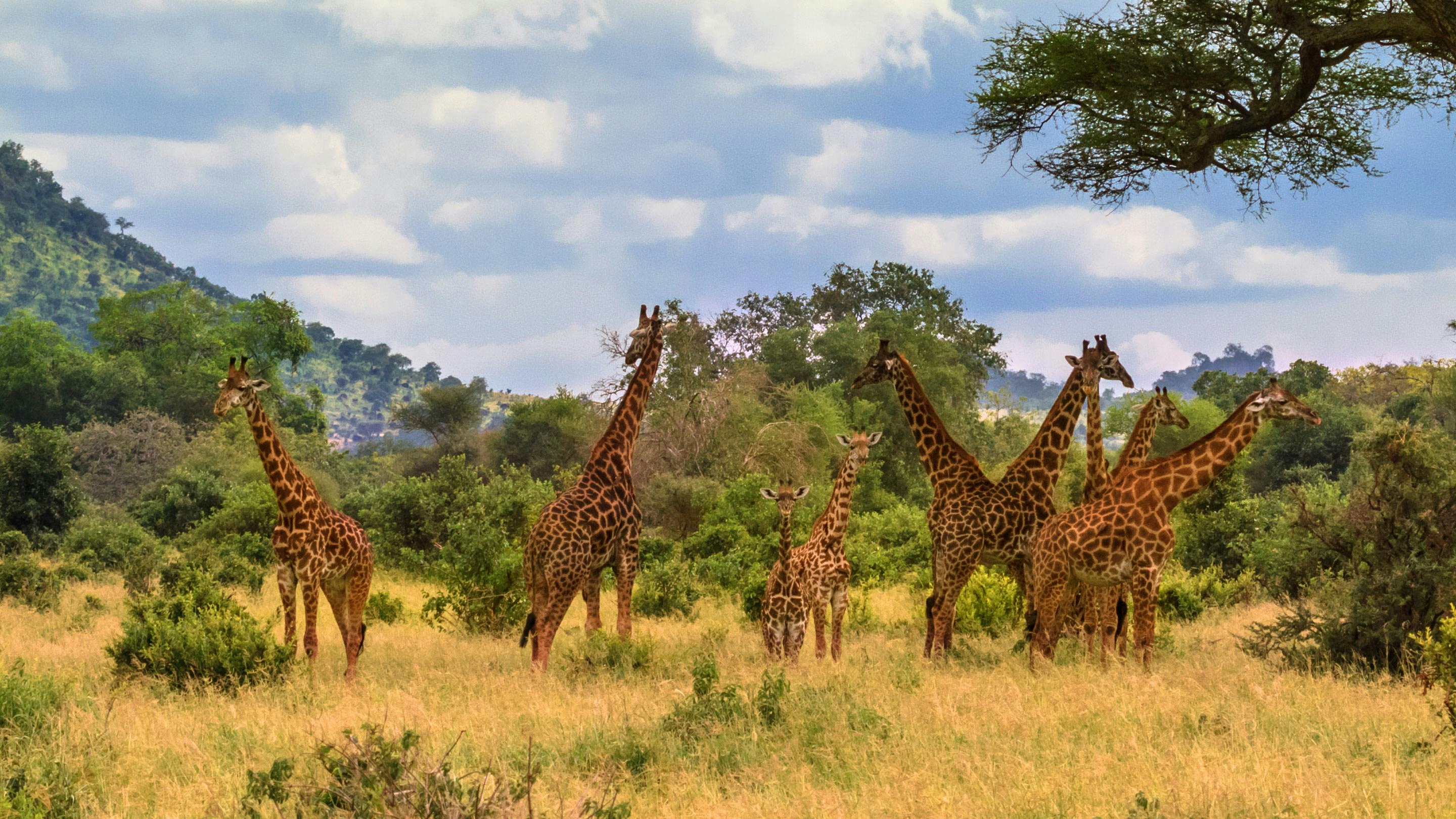 A group of giraffes standing in the grass.