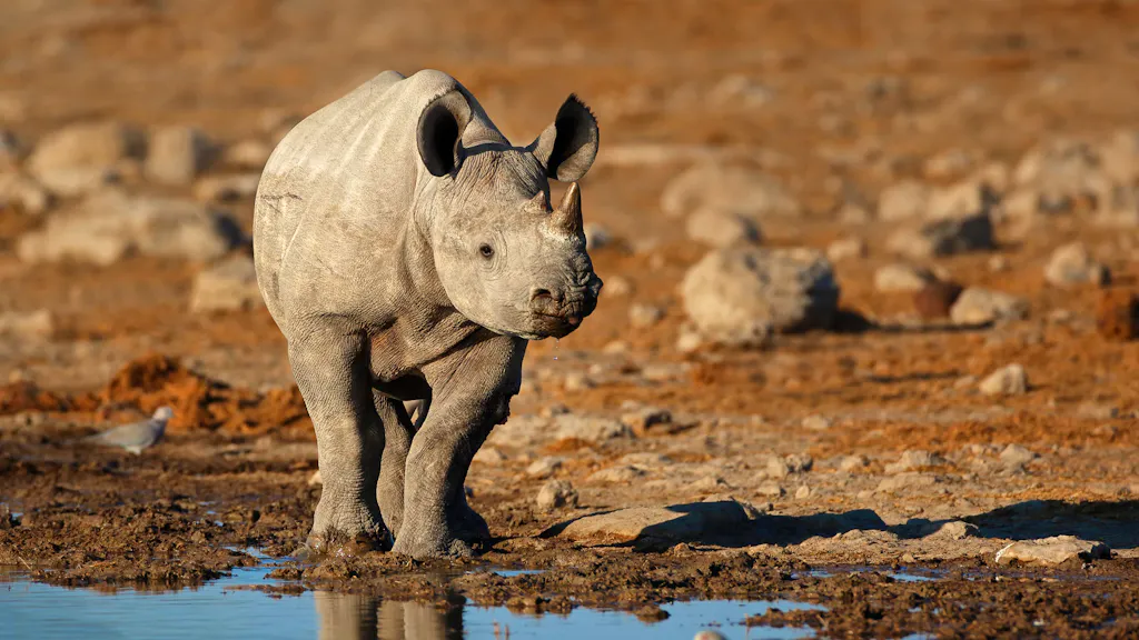 A baby rhino is standing near a water hole.