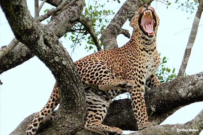 A leopard is yawning in a tree.