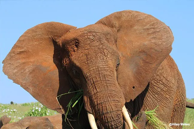 An elephant with tusks eating grass.