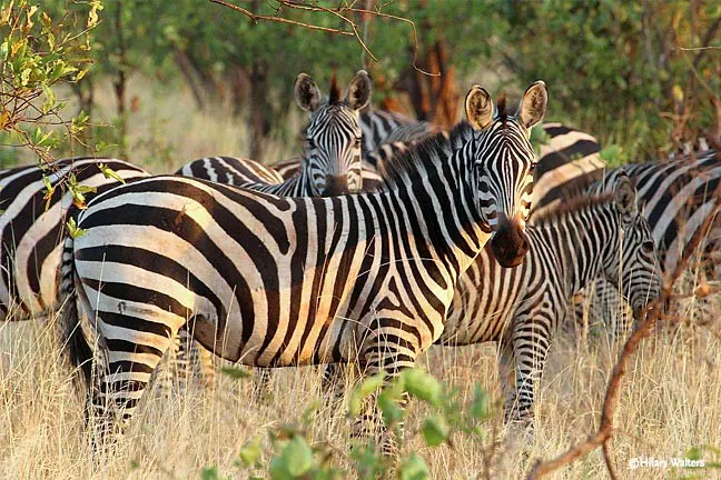 A group of zebras standing in the grass.