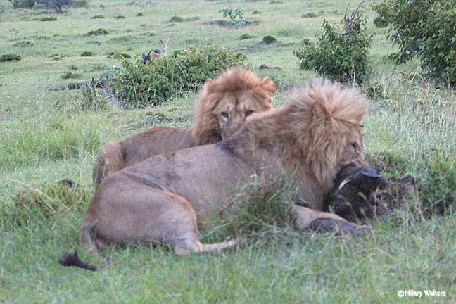 Two lions laying in the grass.
