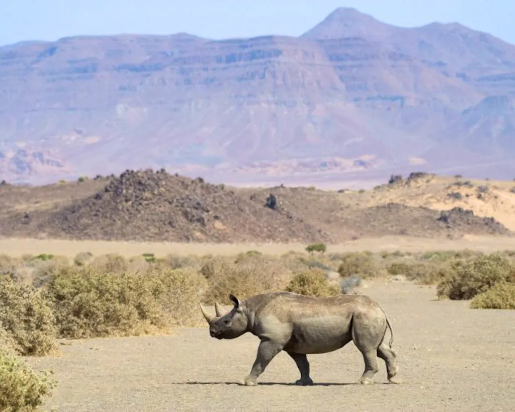A rhino walking in the desert with mountains in the background.
