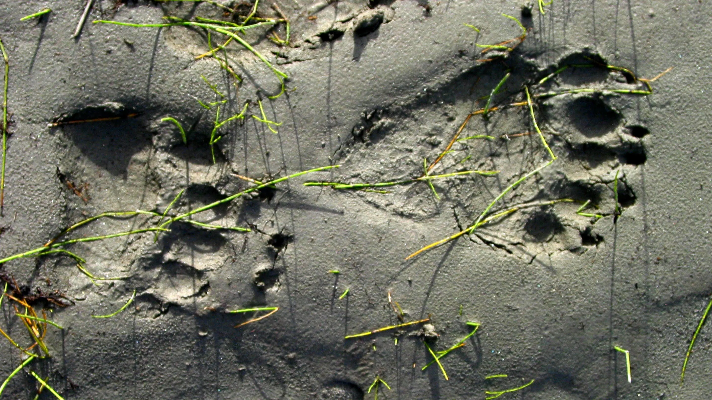 Animal footprints in the sand.