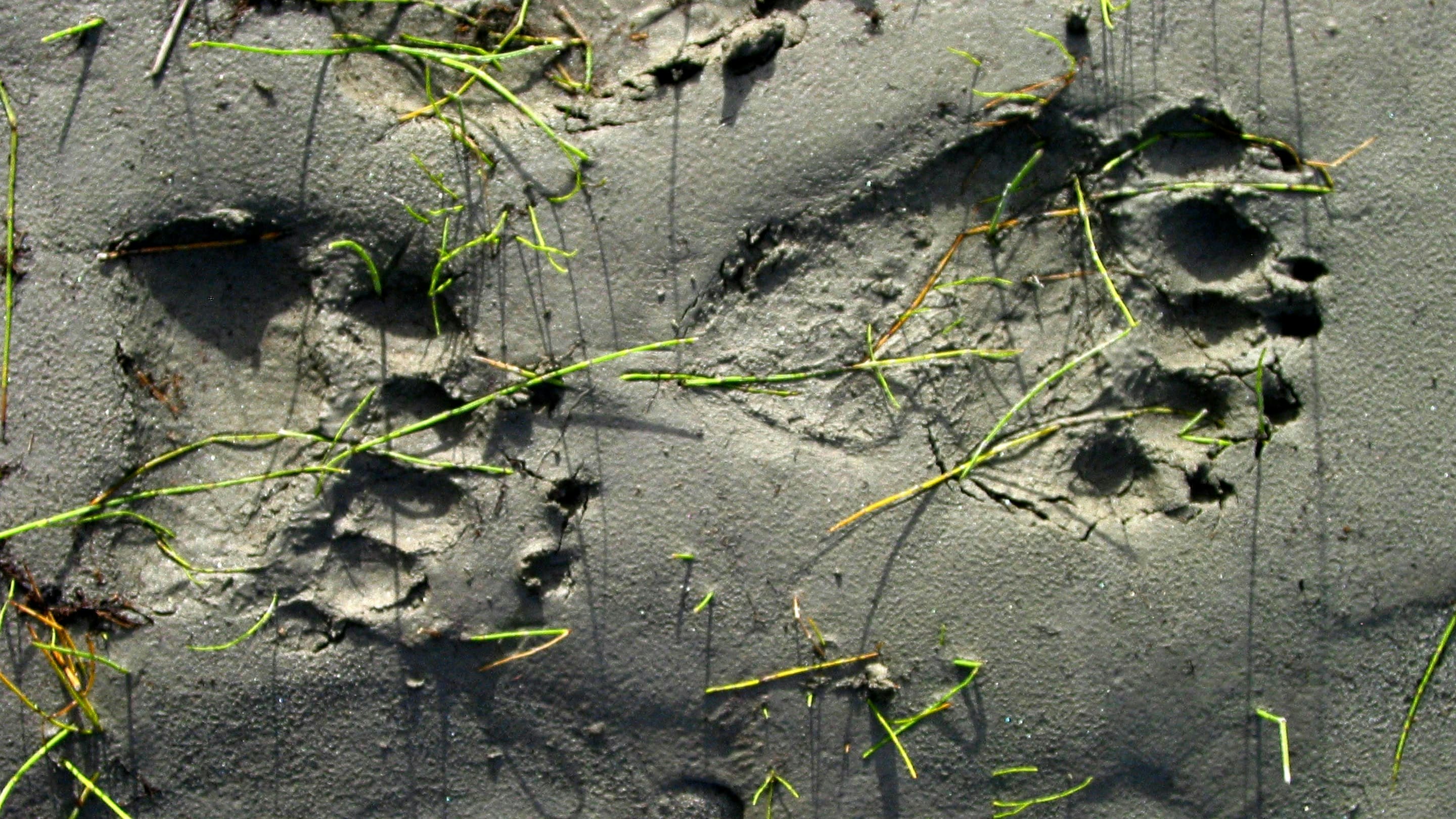 Animal footprints in the sand.