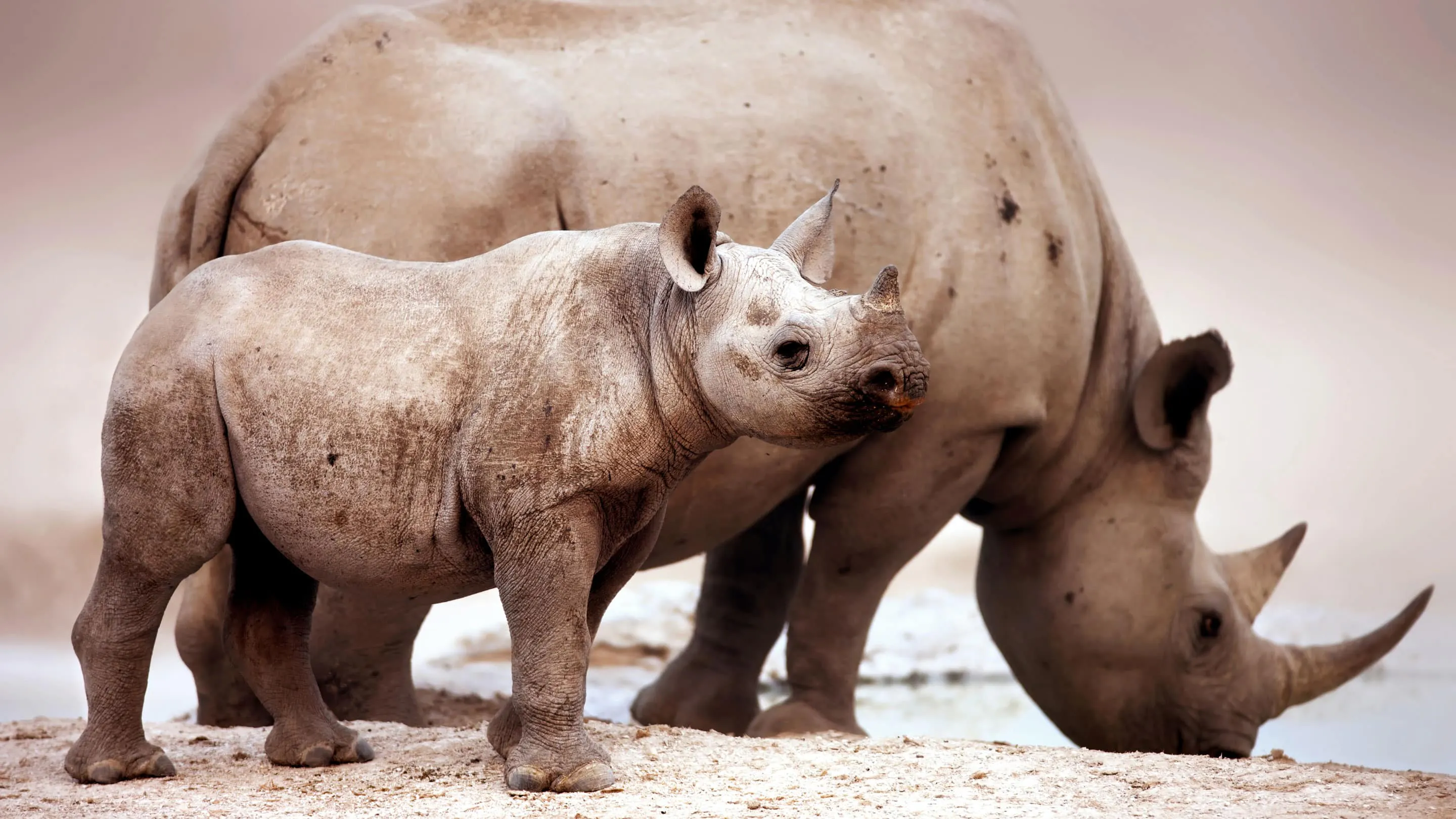 A mother and a baby rhino standing next to each other.