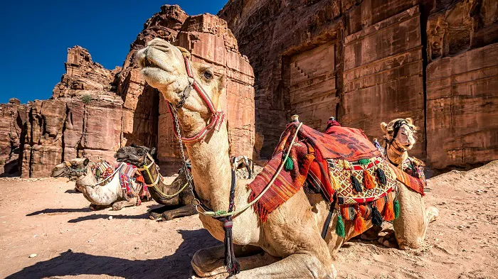 A group of camels are sitting in front of a rock formation.