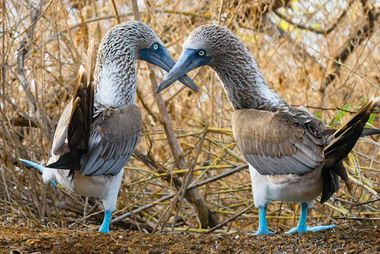 Two blue footed boobies in the galapagos islands.