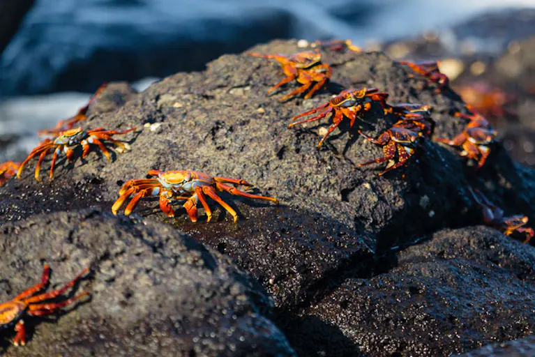 A group of crabs on rocks near the ocean.