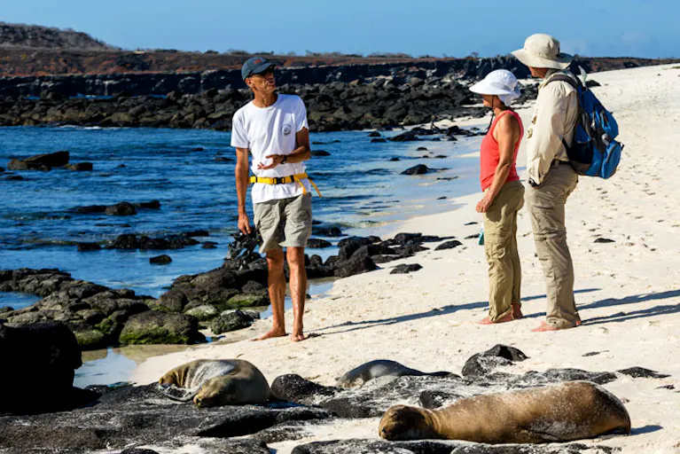 A group of people standing on a beach with sea lions.