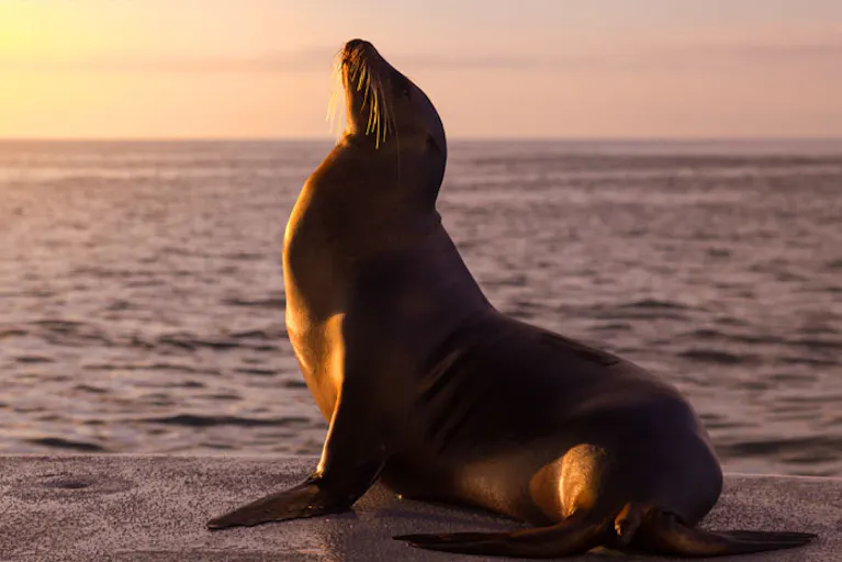 A sea lion is sitting on a rock.