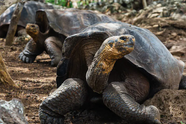 Galapagos giant tortoises in the wild.