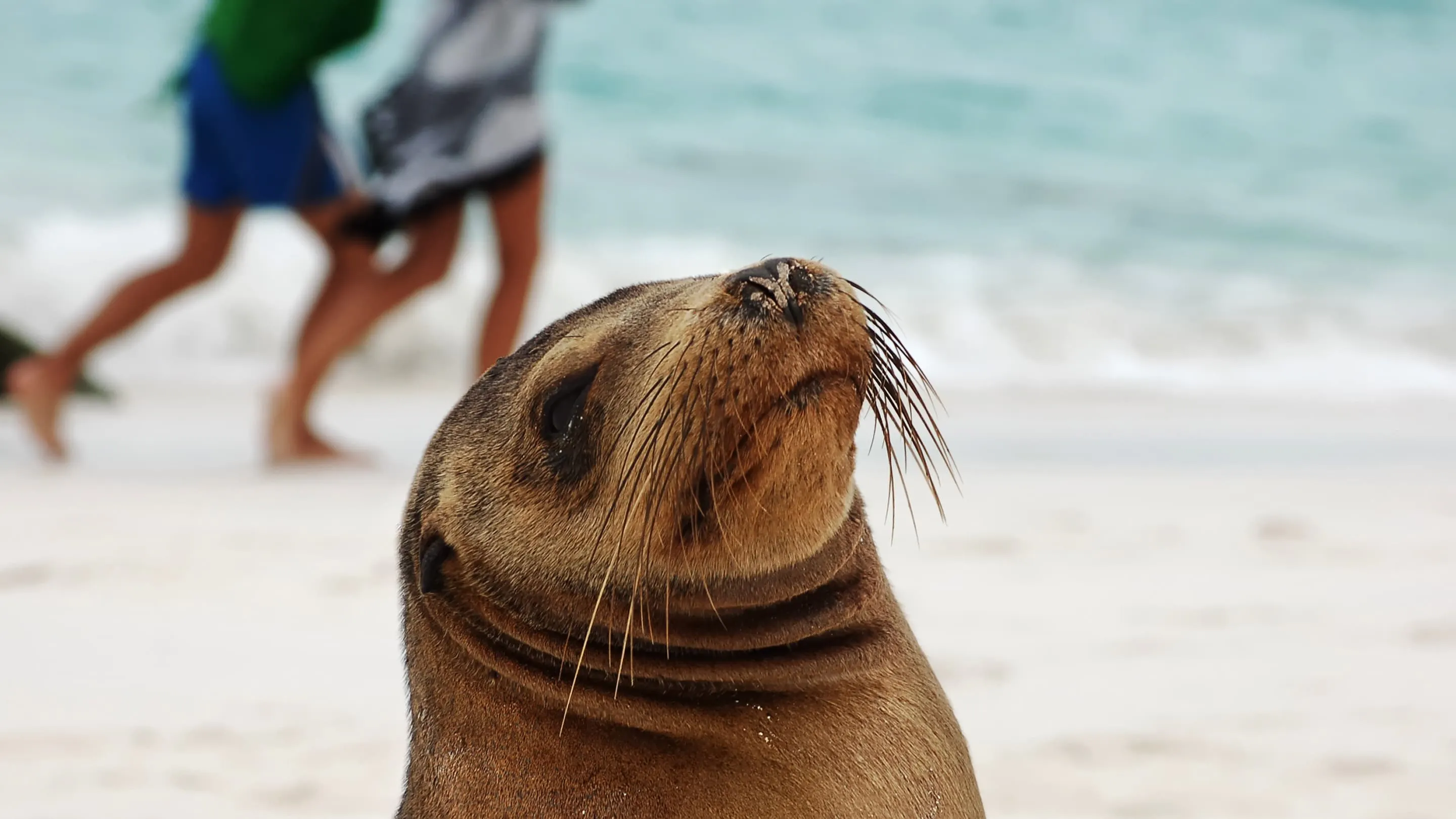 A sea lion looking up at people on the beach.
