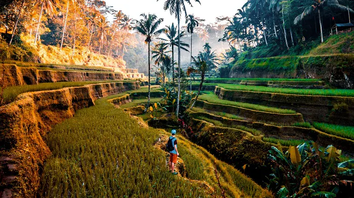 The rice terraces in bali, indonesia.