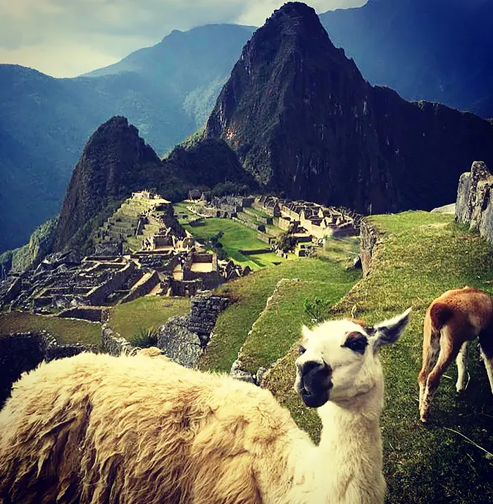 Two llamas standing in front of machu picchu.