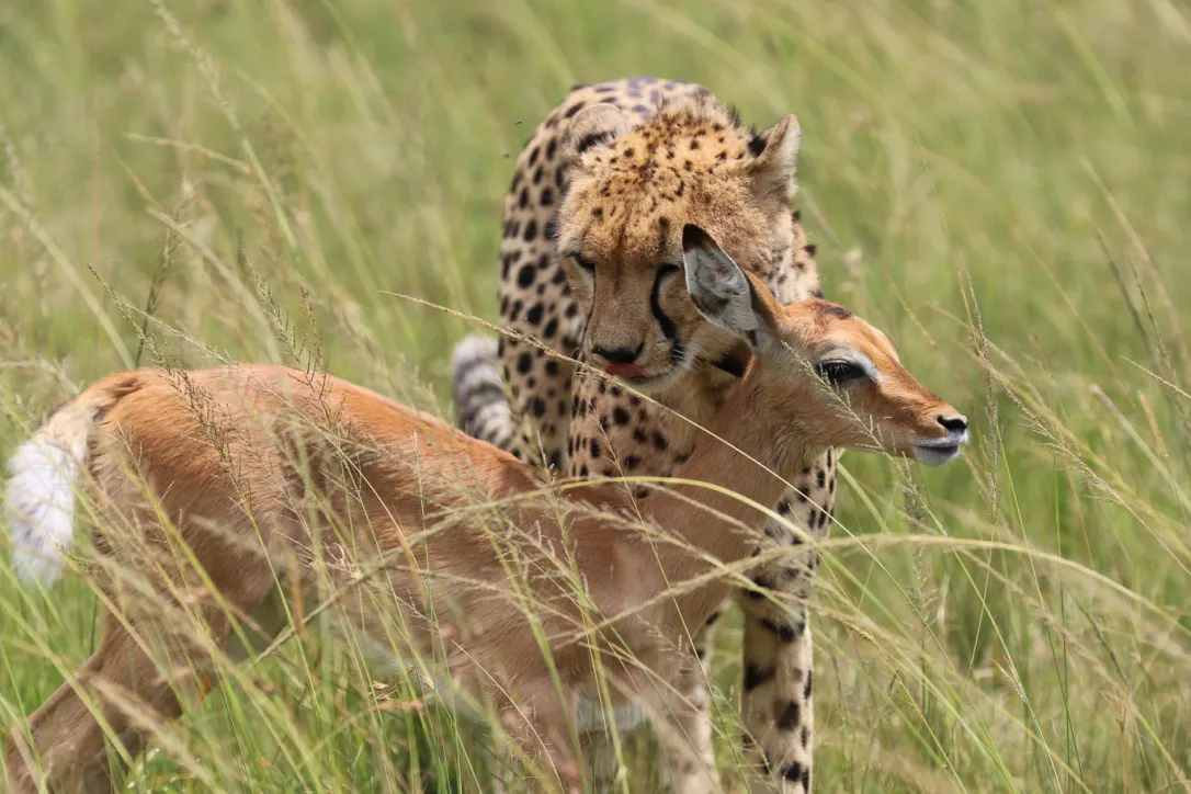 A cheetah and a gazelle in a grassy field.