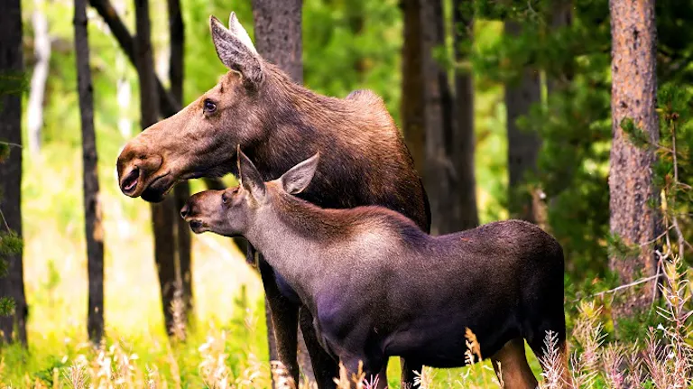 moose grazing in the forest
