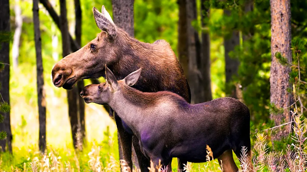 A mother moose and her calf in the woods.