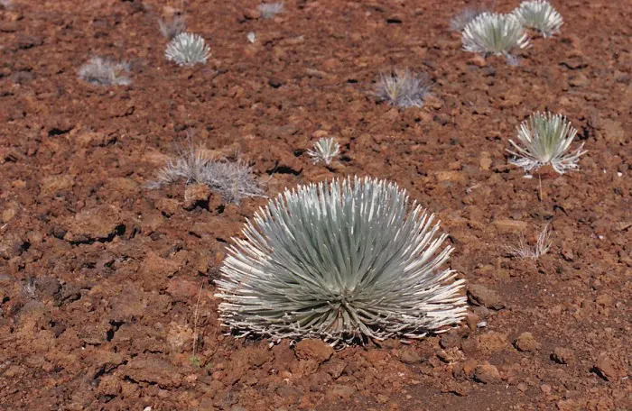 An agave plant growing on a reddish ground.