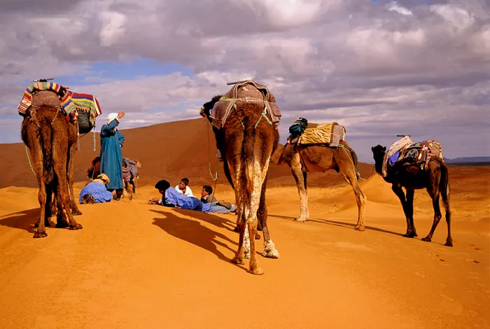 A group of people with camels in the sahara desert.