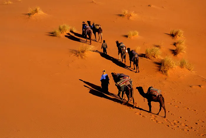 A group of people riding camels in the sahara desert.