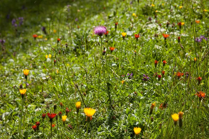 A field of wildflowers in a grassy area.