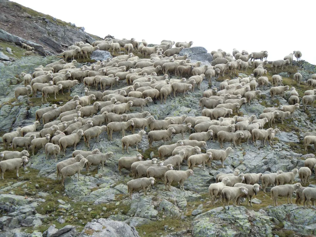 A herd of sheep on a rocky hillside.
