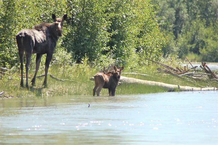 Two moose standing next to each other in a river.