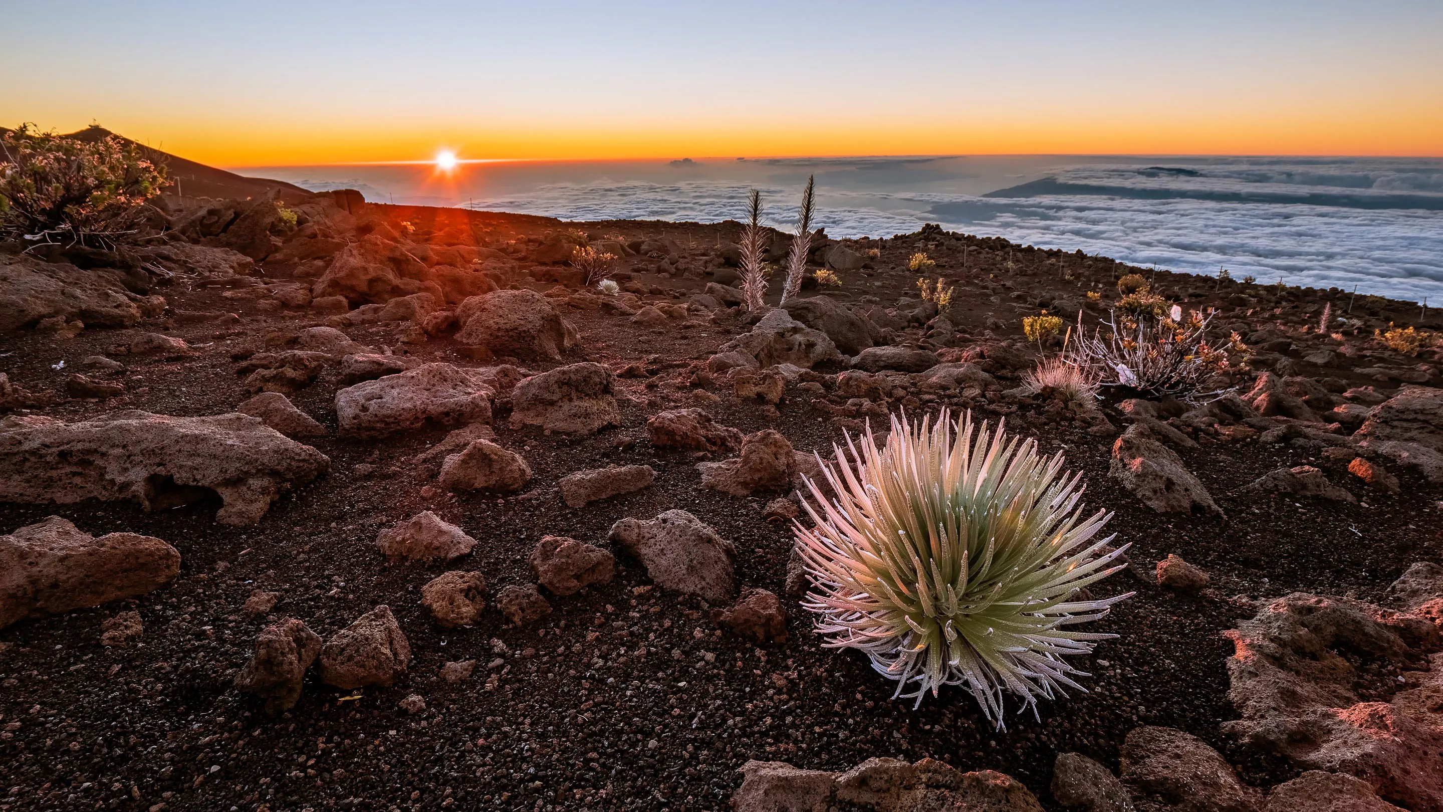 A cactus grows on top of a mountain at sunset.