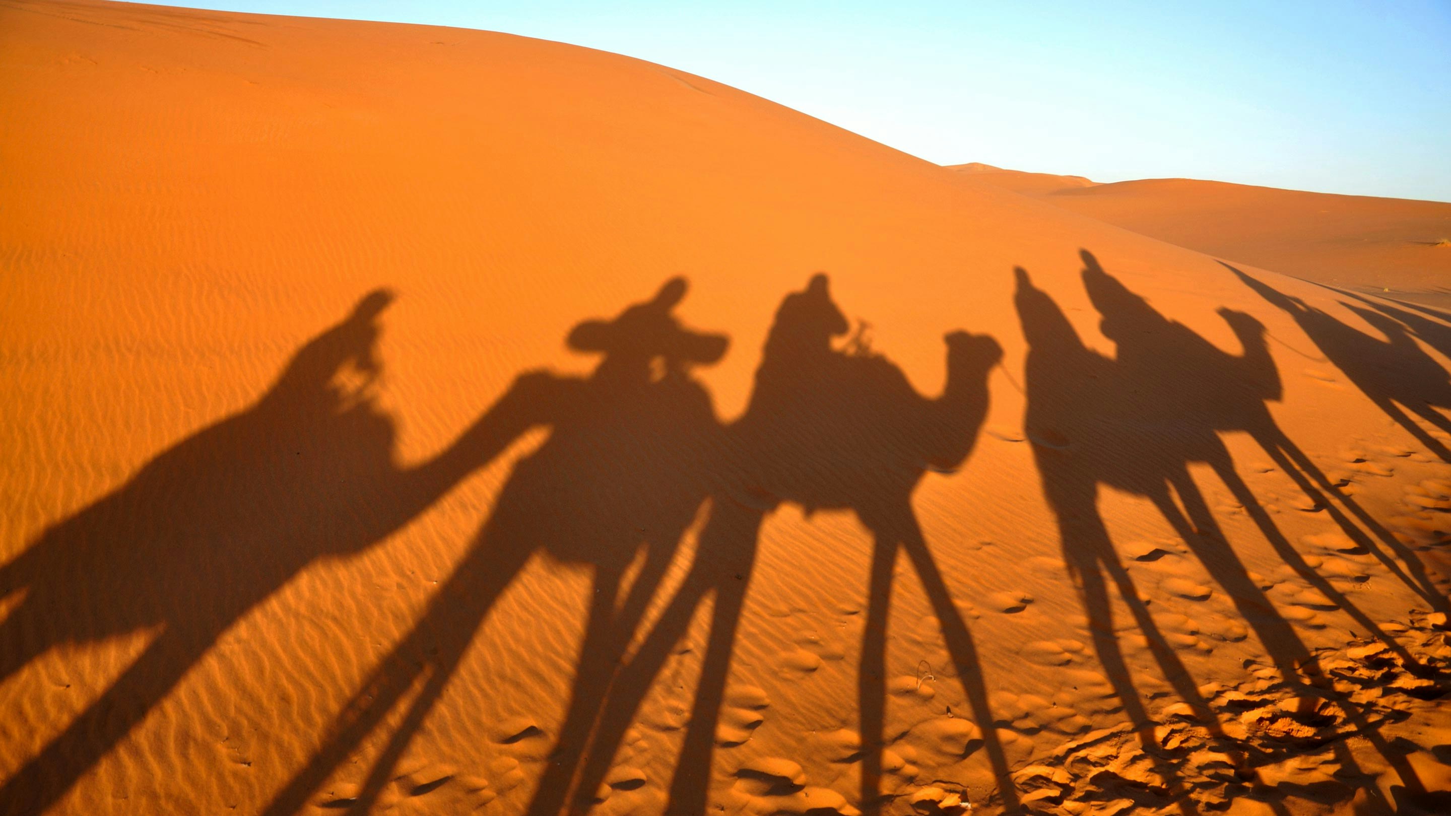 A group of people riding camels in the sahara desert.