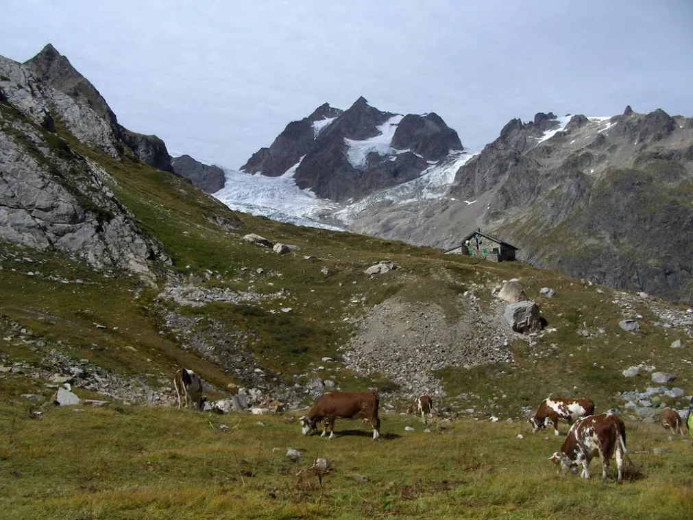 A group of cows grazing on the side of a mountain.