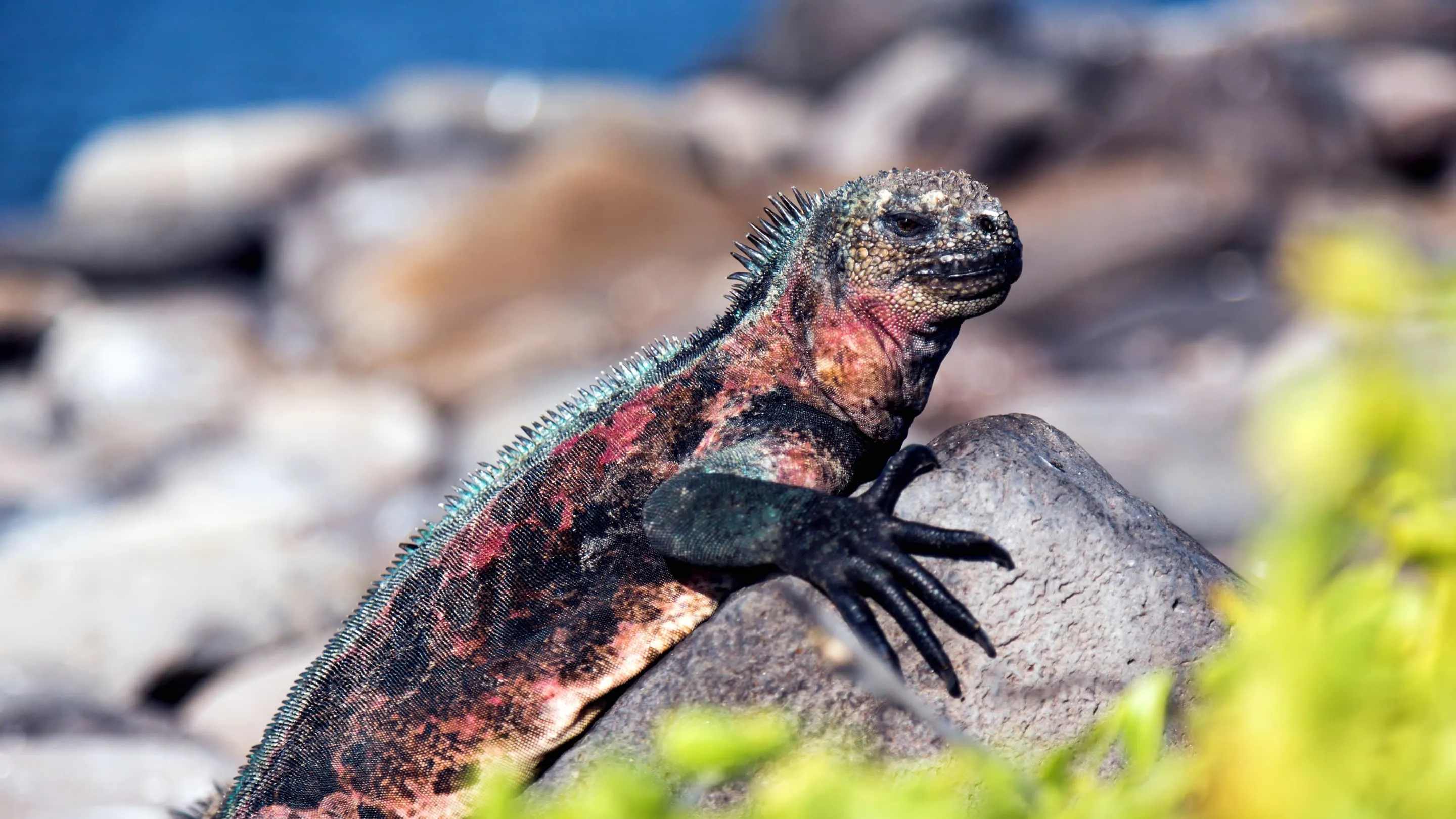 Galapagos iguana - galapagos iguana - galapagos iguan.