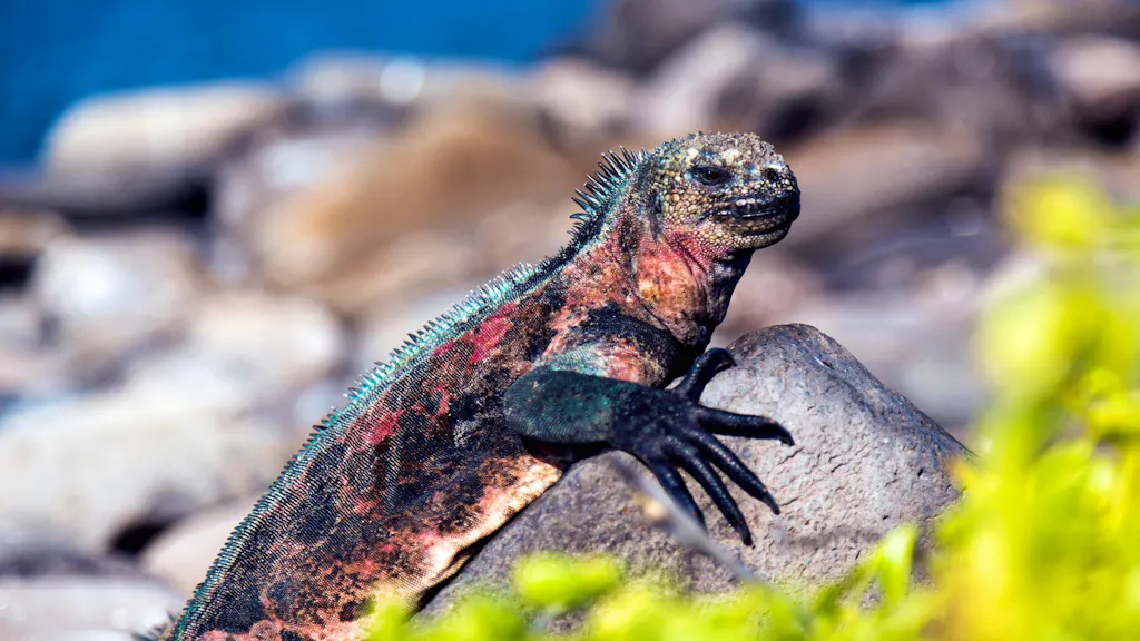 Galapagos iguana - galapagos iguana - galapagos iguan.