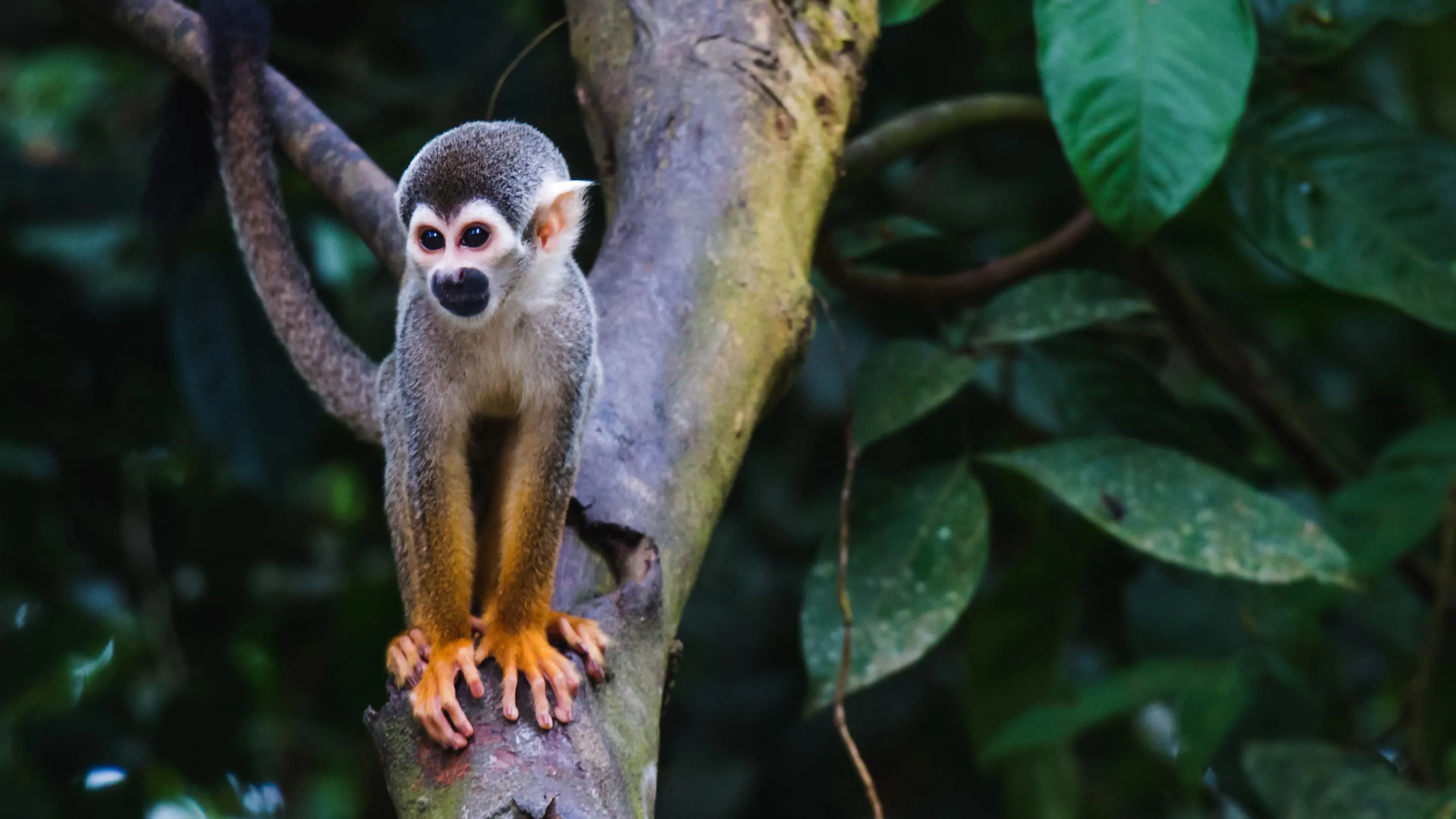 A small monkey is sitting on a tree branch.