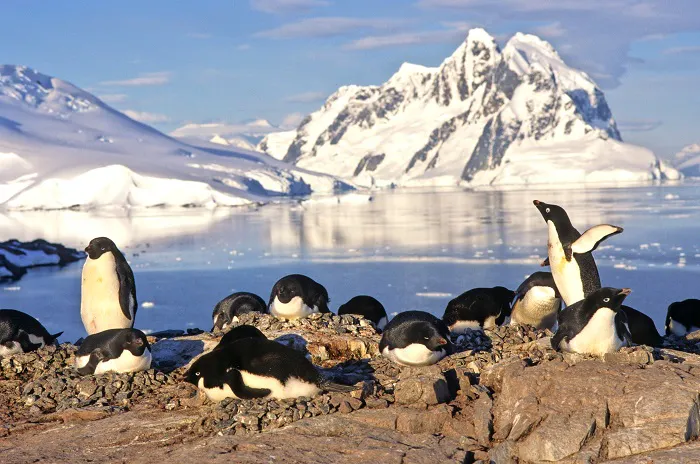 A group of penguins on a rock in antarctica.
