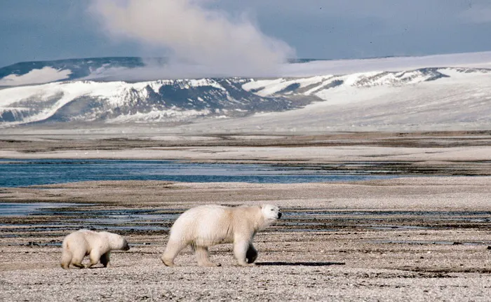 Polar bears in iceland.