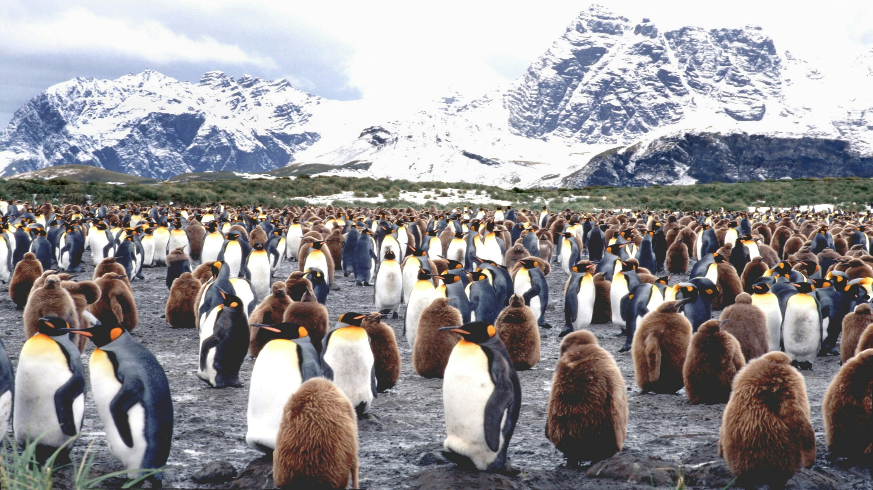 A large group of penguins standing in a field.