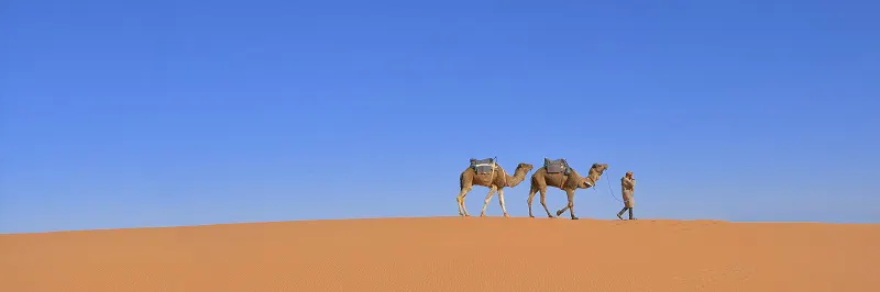 Two camels standing on top of a sand dune.