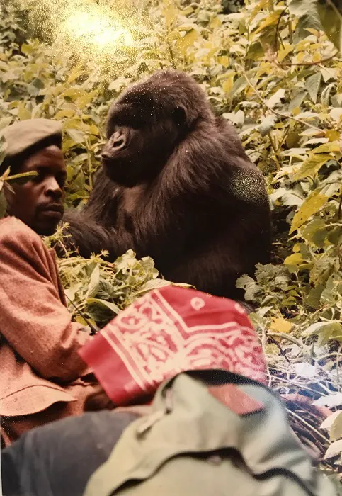 A man sitting next to a gorilla in the jungle.