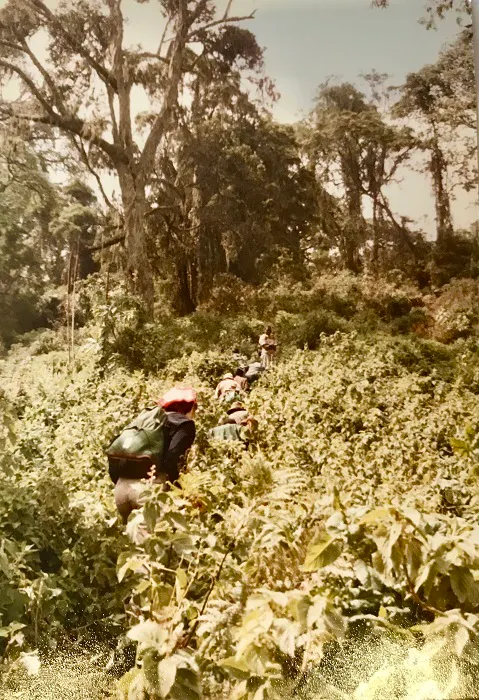A group of people walking through a forest.