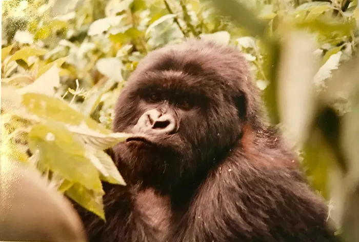 A gorilla is eating leaves in the jungle.